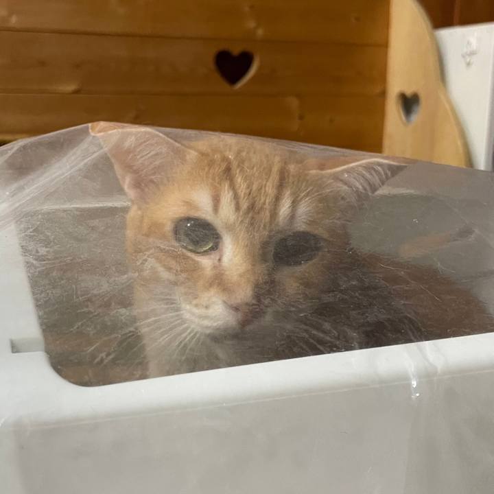 4e672e1a 8704 4863 ae4b e1f2680e10d9 1679660274846