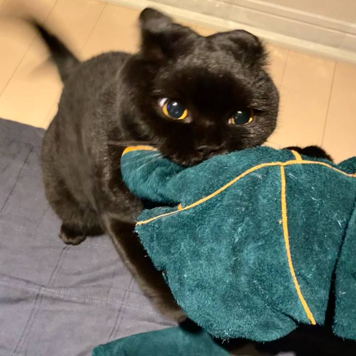 4e6a1c79 4002 4189 bba2 af40262224a1 1737106673124