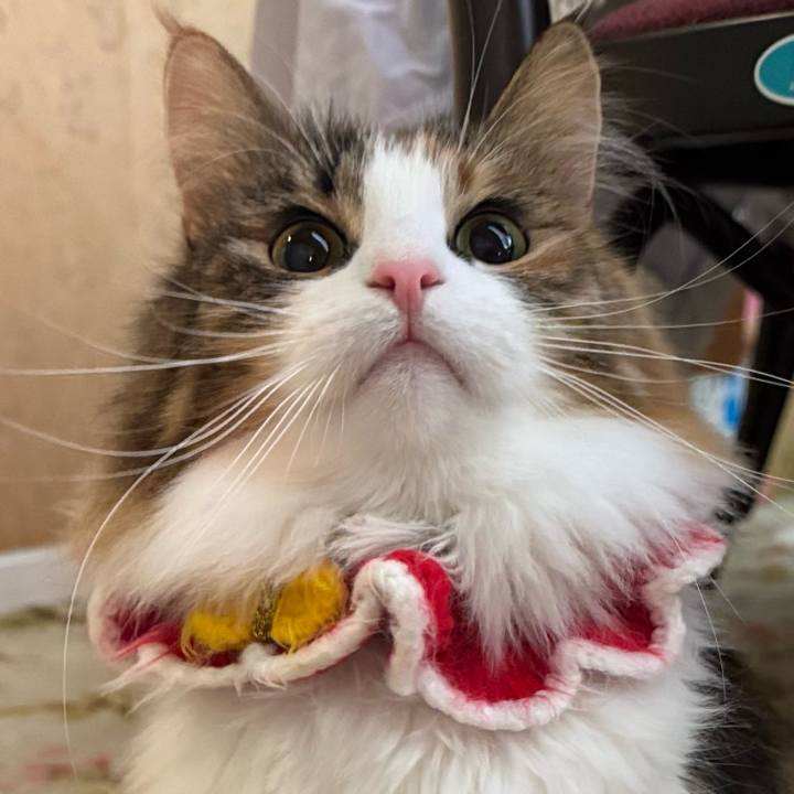 4e6a3ecc 8931 4d04 9197 fa3540ef18f9 1766634483788