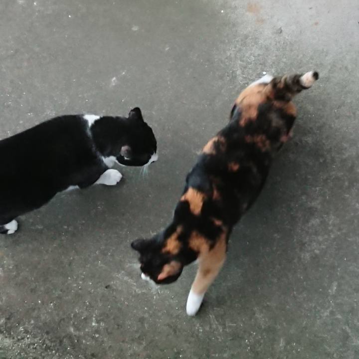 4e6c24de 2662 4f52 9237 17566fb5a953 1581306874095