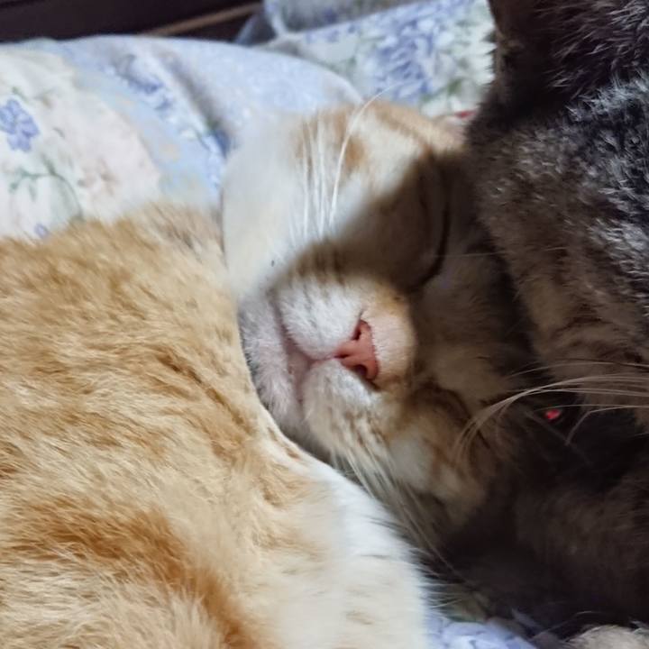 4e6c9699 fd0b 4e63 9fa6 caeb7a47b0f8 1587904796568