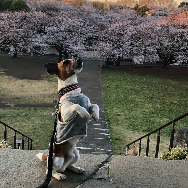 4e6fe85b 9a15 4622 9fe7 417a902cfd6a 1554072716222