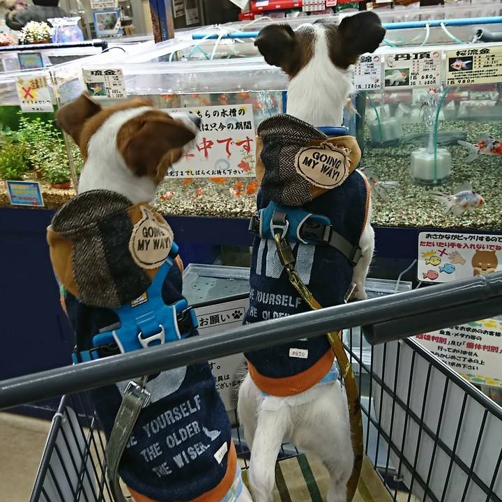 4e705399 7822 4904 84d0 cc67e59b0ba6 1547883573379