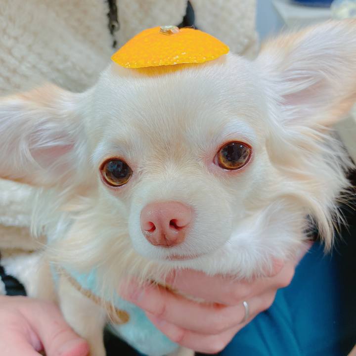 4e70b32e 1b2a 4cbd 9401 3fefd30e0dee 1639131428291