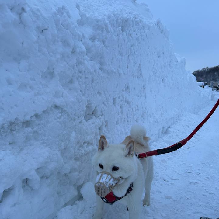 4e70cf63 193c 4af9 8ef5 4bbba92d6ff6 1767997798240