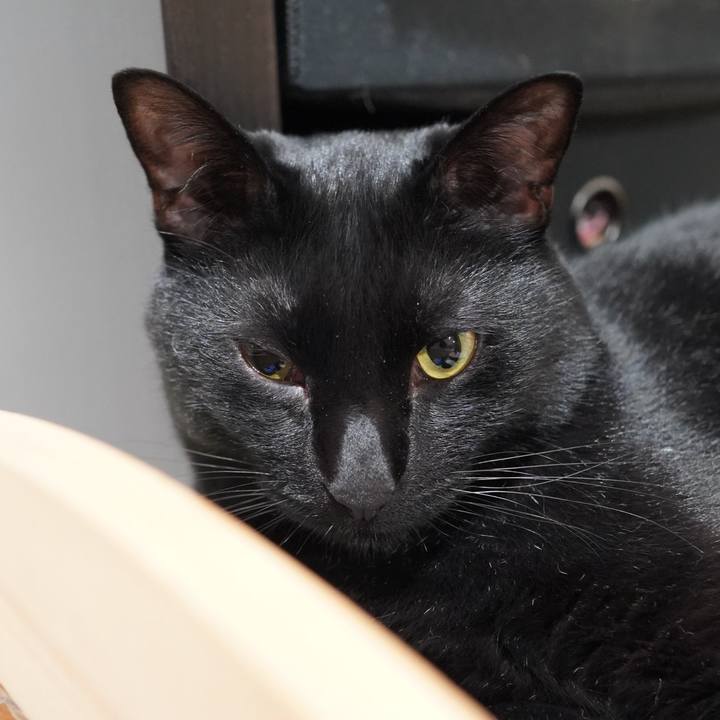 4e70ebba 51c7 4ac5 95e2 f74b1a3d4416 1591968586078