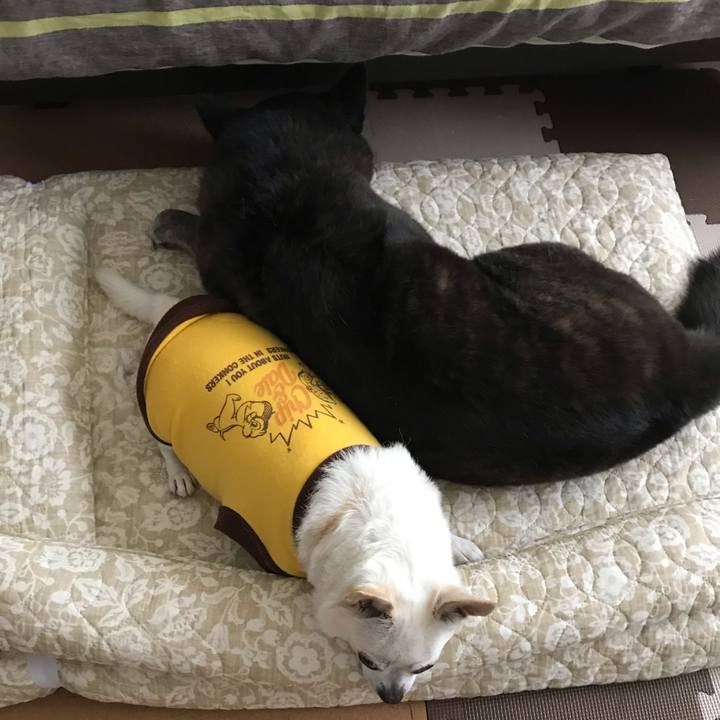 4e70f193 7458 405f b2cb 4a7ea0bf1f2c 1594468470465