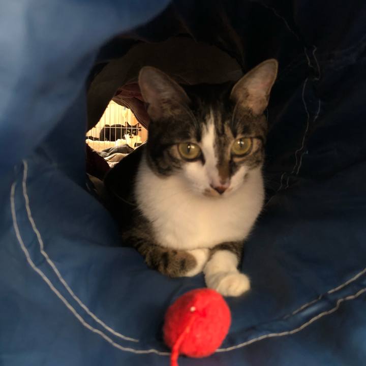 4e714a6e 3947 4500 9960 53b74780aa4f 1539547940333