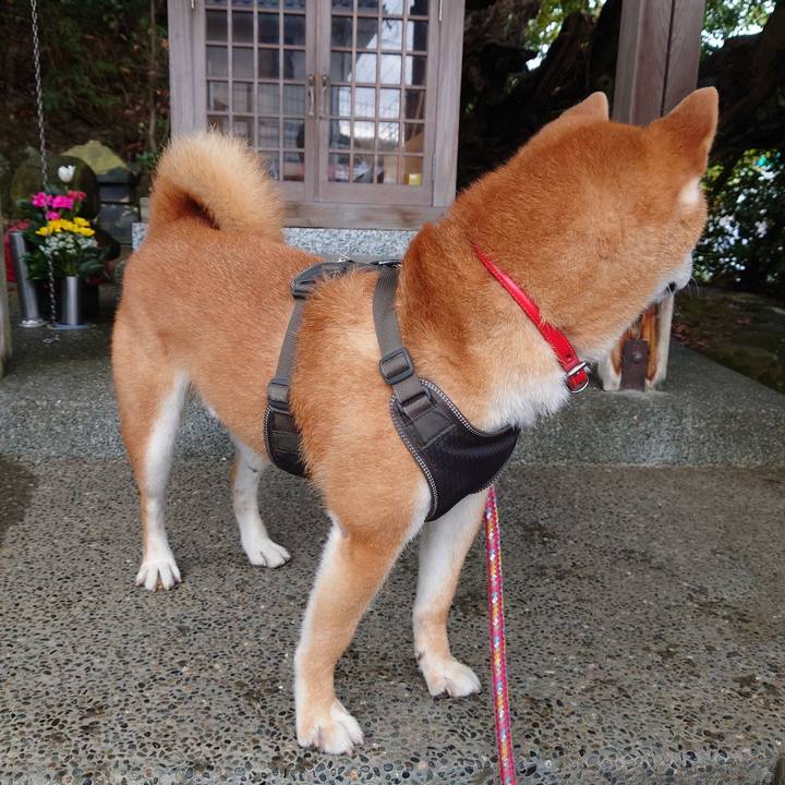 4e7207f9 cfc2 4bfb 9491 e91e734523fb 1759633408903