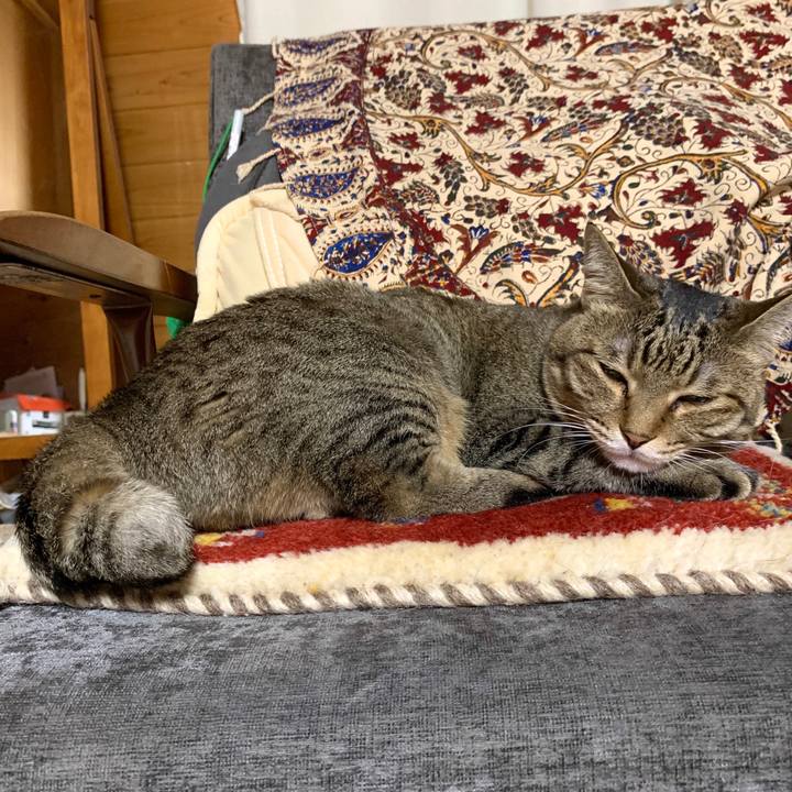 4e772362 11e5 4b55 a635 0316a03c54ba 1594375133310