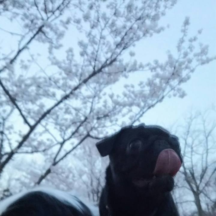 4e77cd68 af53 4c63 b513 4f0018f0ddab 1522663803692