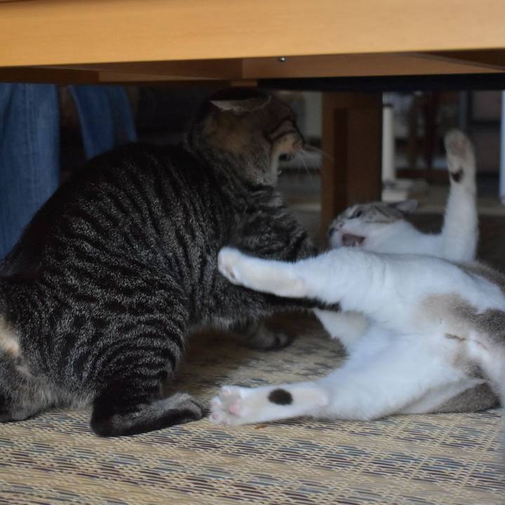 4e783d3e 21e4 40d7 abe2 63b896f64c1f 1532047848354