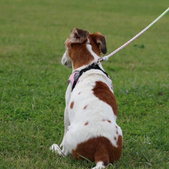 4e78e3da 531c 43f0 be2a 624d6825d807 1571716059887