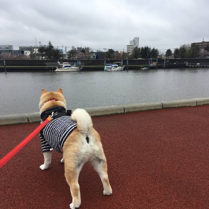 4e7974de f5bb 4a3e 9a40 c21ad6750a98 1585467053282