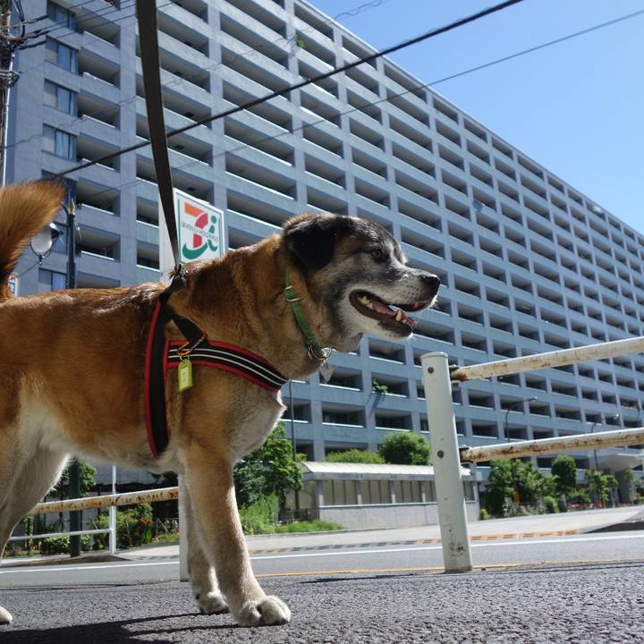 4e7b5439 9aa6 4d4f 9cbf 11ba79c08161 1526779716670