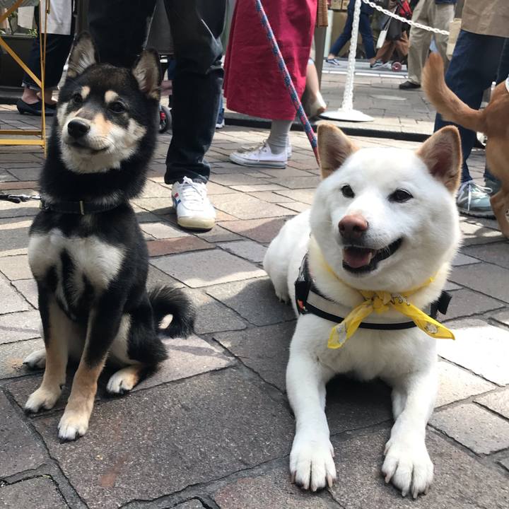 4e7caf74 f407 4728 80ec ea0d28e3a074 1555803050586