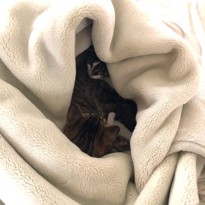 4e808990 8f9d 4905 95c0 0acbdb27f1e4 1525876177863