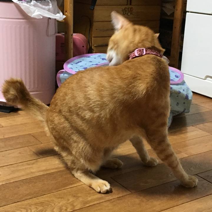 4e817155 cafe 469f a799 bce1f2f16cfc 1511694629234