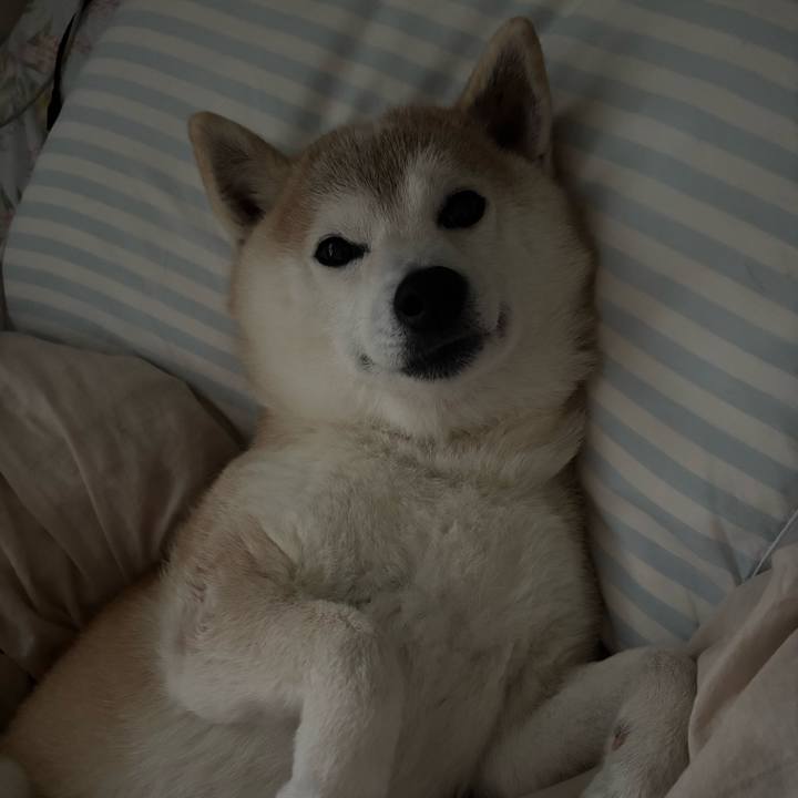 4e8185d6 82ba 4e81 8744 e0405fa0f0c9 1743629982551