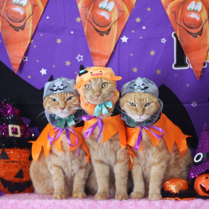 4e828d4c 7c7d 4757 8999 8b66cc6c573b 1666507544863