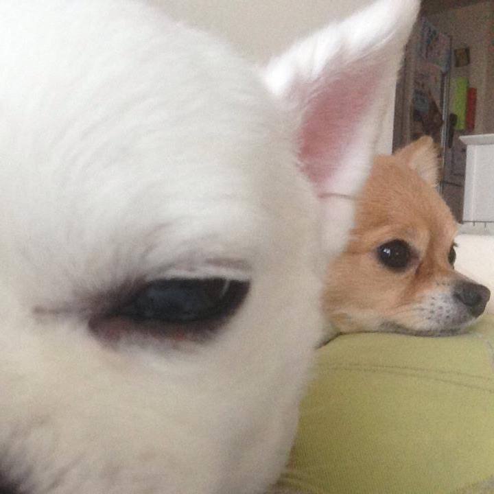 4e82e4f5 43cc 40f5 83dc d8c05d546d5e 1519232968728