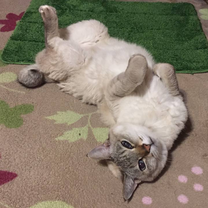 4e83fccf 0a54 4f8e 876d 58571bc4254a 1547212688676