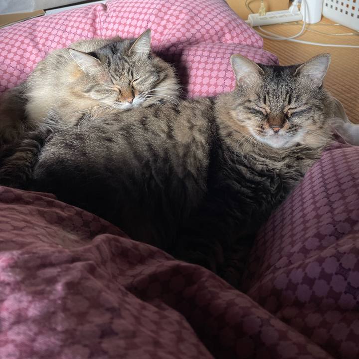 4e8702da f4e5 4cbd 8c22 a1fc3974fba2 1763777028026