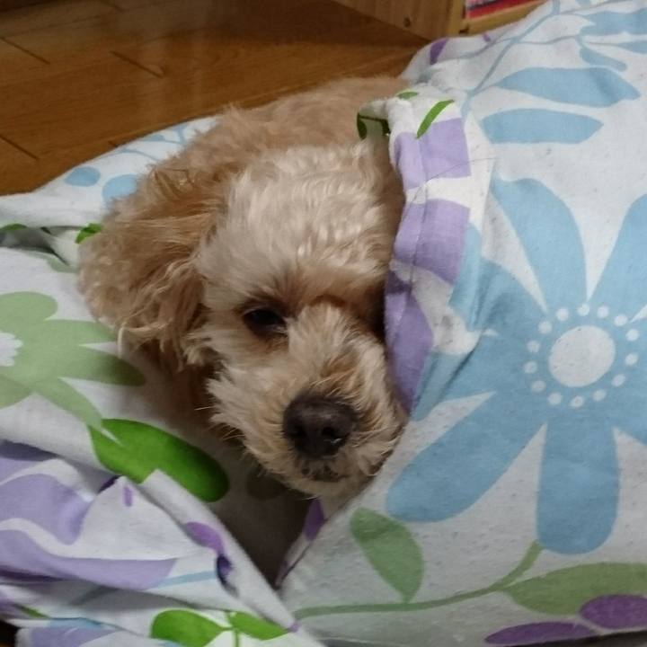 4e874f8d 5f93 4c77 af9a b4847f59d621 1606650134798