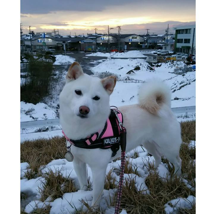 4e87fa7d 899c 4aa0 96d2 8a7b7d77081a 1517129597628