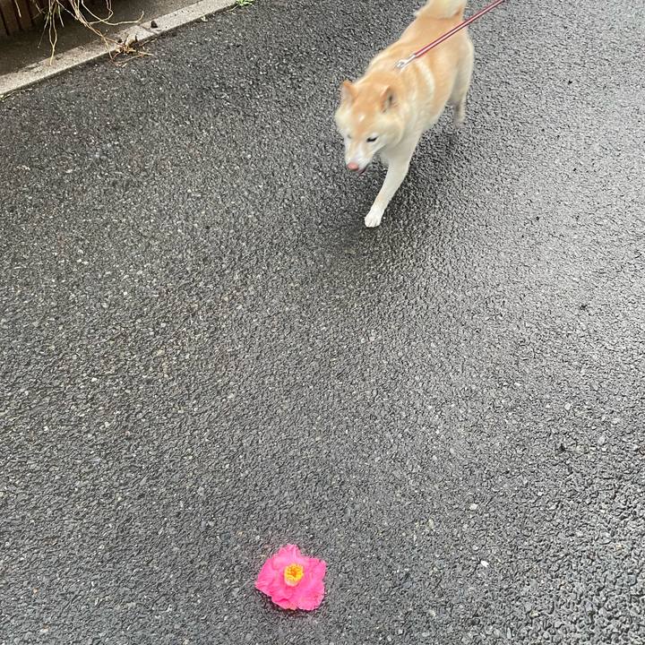 4e8874ec e217 4014 9b1a 99fbe85c408a 1742167659648