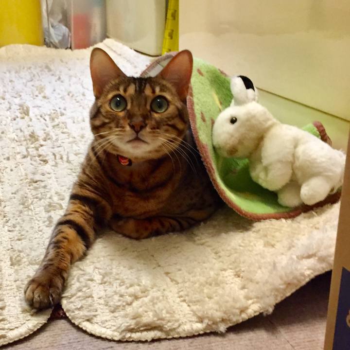 4e8a1afb 1cdd 4831 af76 cedc1e87ddaa 1509918698225