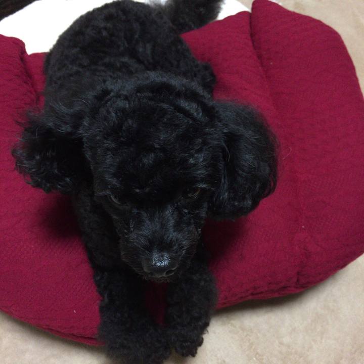 4e8b3e74 7fd4 4446 bfc9 2ad506a6f221 1510389307488