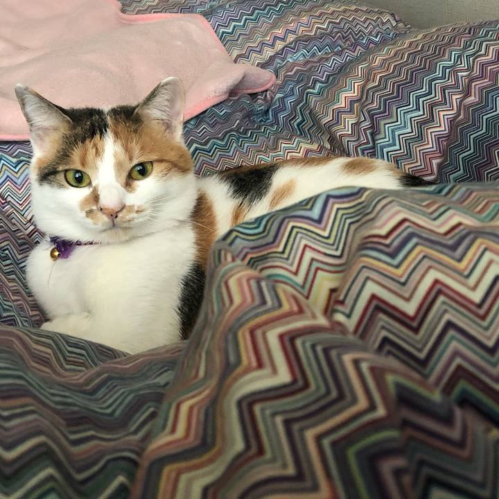 4e8e3715 81f9 4945 85d9 8ce070487df6 1604273855730