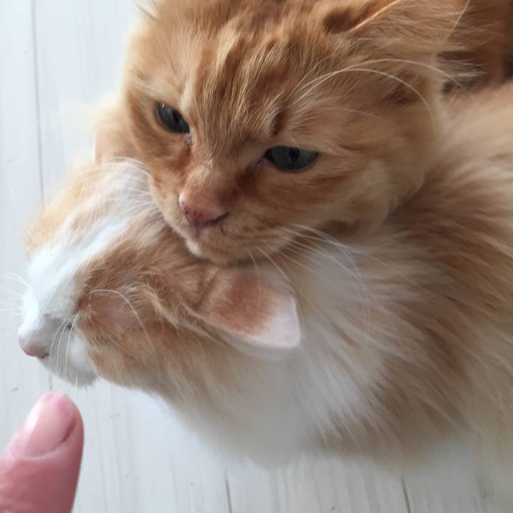 4e8e59f1 6aad 4c02 9da7 c399ae240fc4 1519769535387