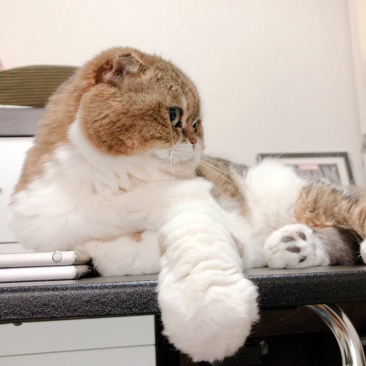 4e8ed530 e455 4411 a063 663cf1fb75dc 1558516401028