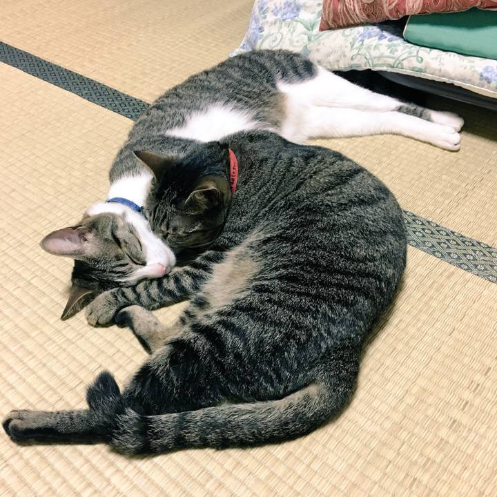 4e92d9f9 fc5e 49e2 b3f1 8f195153a7d3 1528464750825