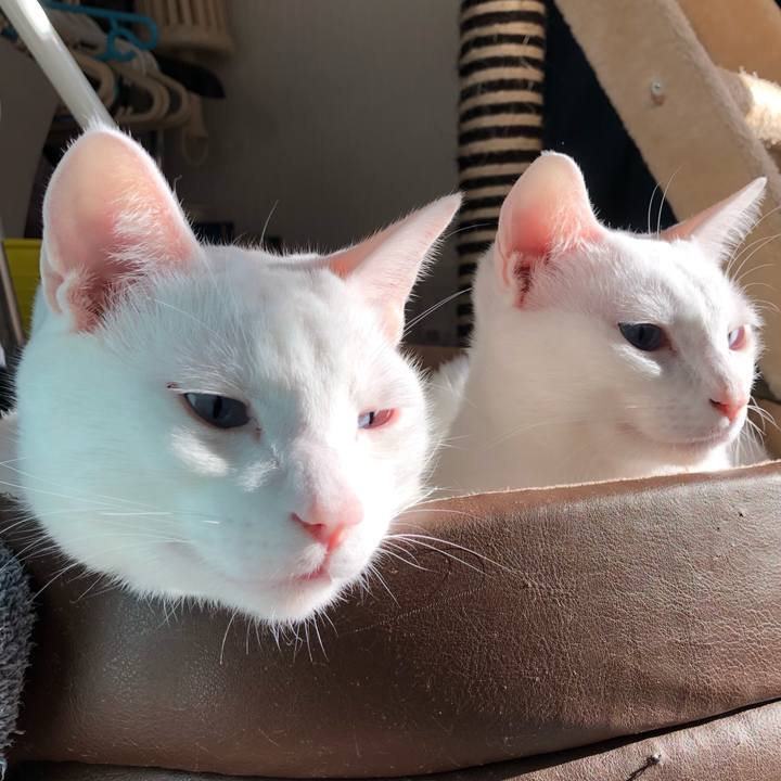 4e93fafe 3d3a 4eac ab06 c87f8f16ab28 1513483515599