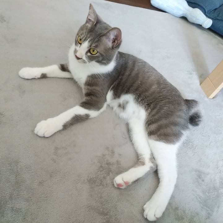 4e950cfa 8d35 499c ad28 8fed904d0eab 1593663991992