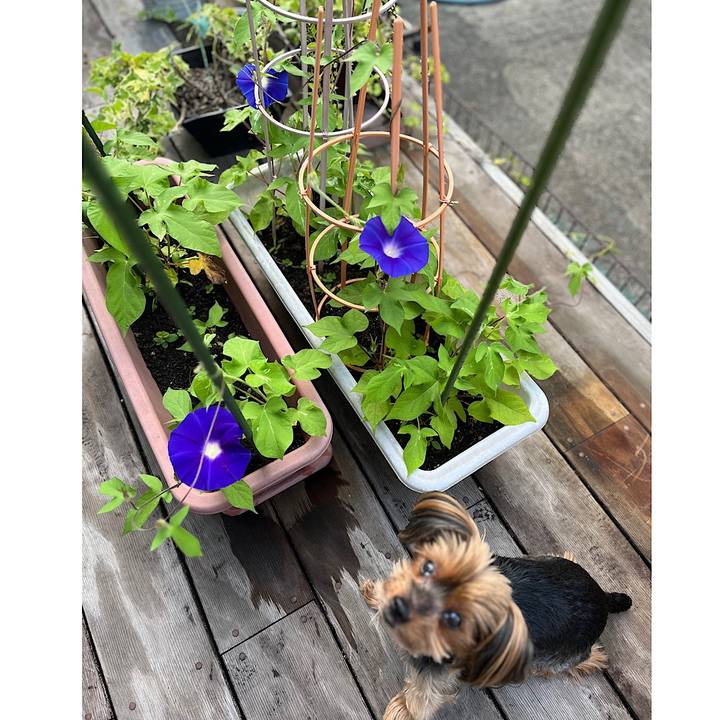 4e9828ee df88 4e21 a0ed 67d88a76c4cf 1720043874664