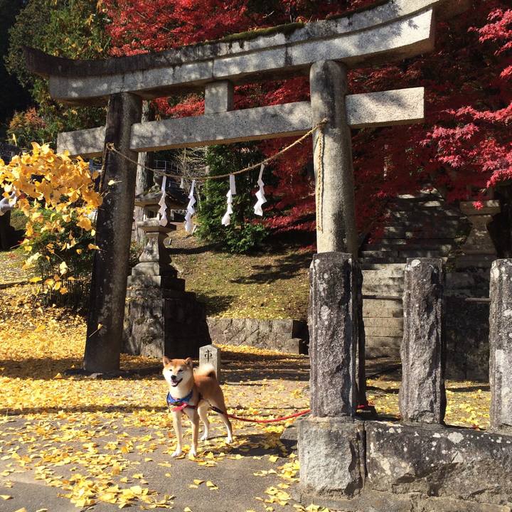 4e9a6da2 6d23 4245 a596 19bfd54eb0c2 1510400834102