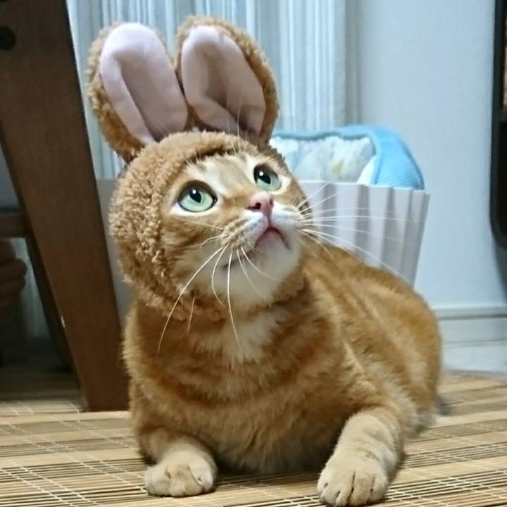 4e9a730d 8d03 4585 ade7 531daae09b00 1541591016152