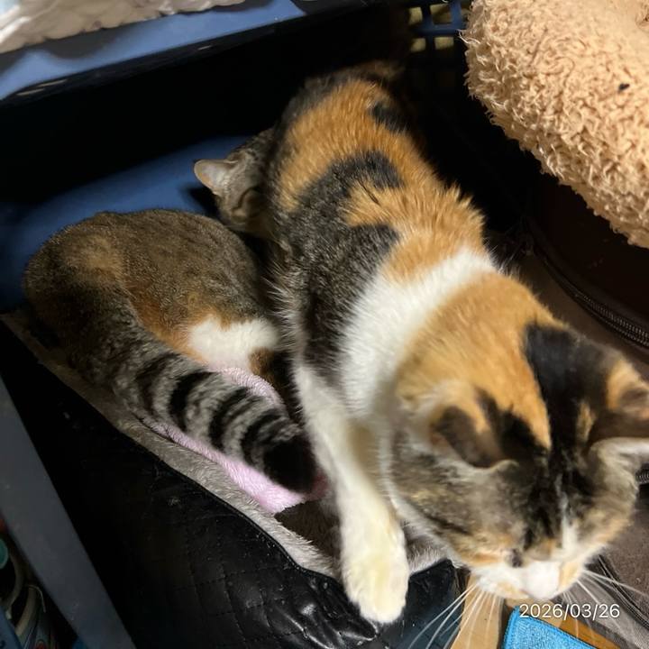 4e9bb07f ff88 4c30 84a4 2d481d523622 1774477002796