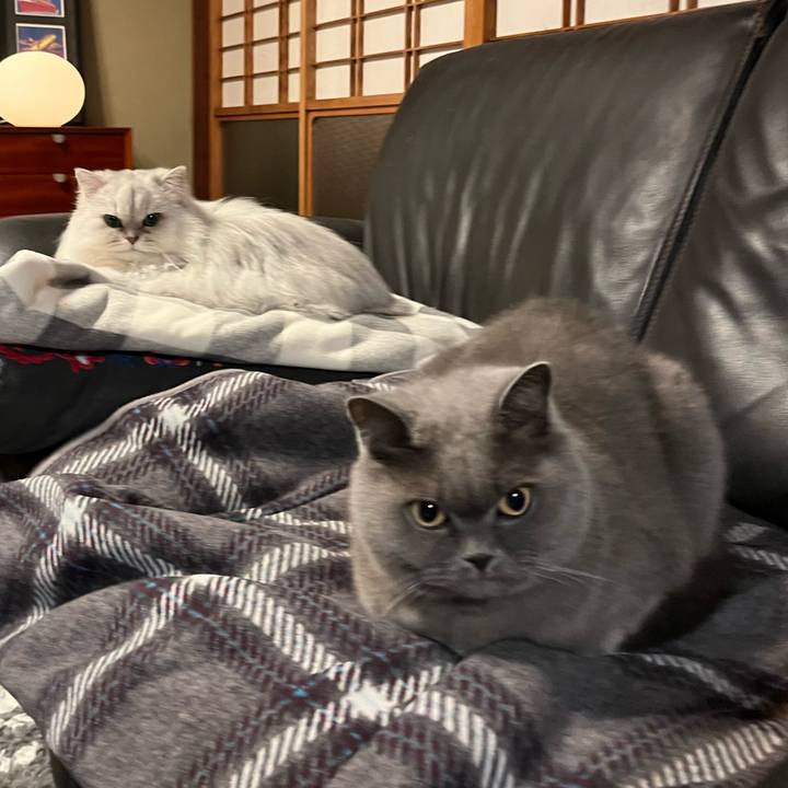 4e9e400f 88c5 4742 974b f2a608d49348 1733746093694