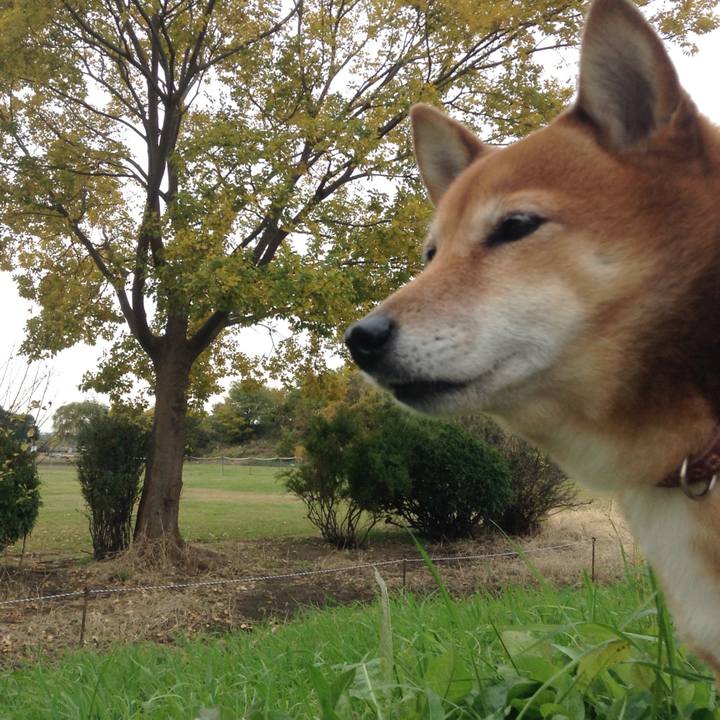 4e9e785e 9b13 4f36 851f 162cf95b044f 1511160769198