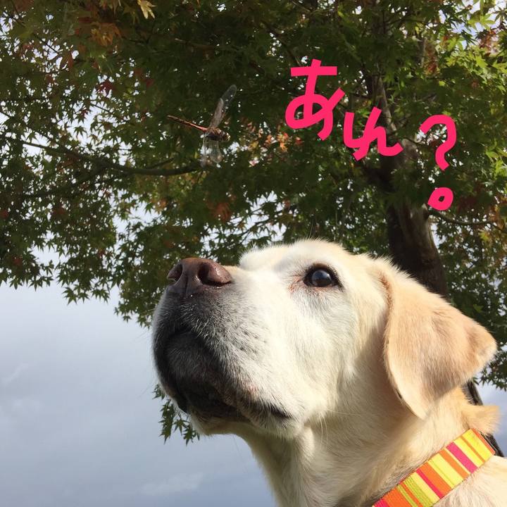 4e9f5d23 1fc1 4ed6 86c5 b1867f182d0e 1548741472623