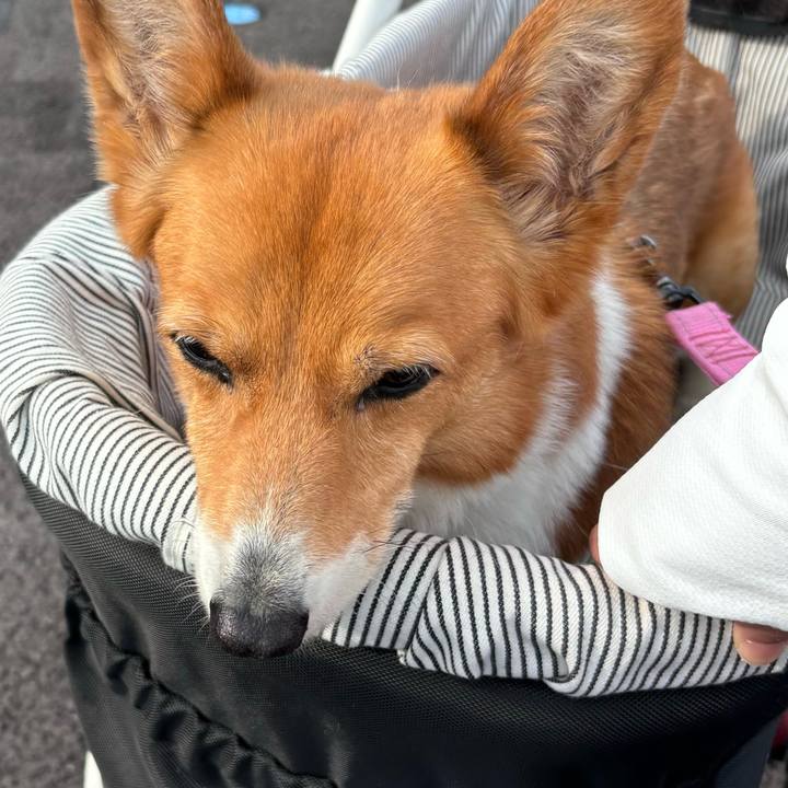 4e9fc46a 579b 44e9 b9f9 335f9adc02d7 1747352317246