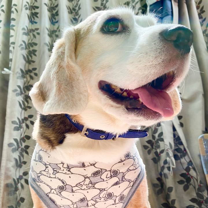 4ea01b42 dbe8 4bcf a3da ce0801b0d20d 1627184120509