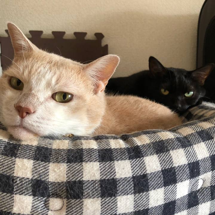 4ea01d35 7a74 4224 be5c f67f9d880180 1599885225527