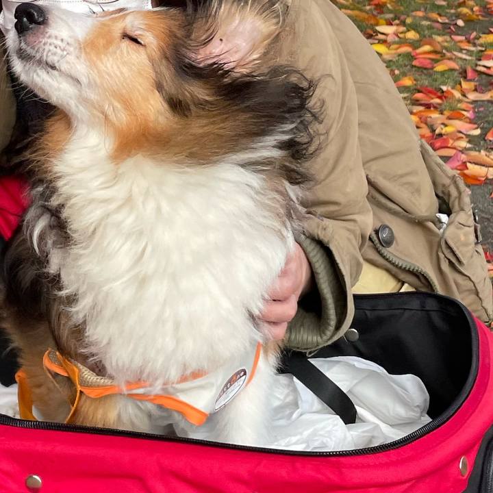 4ea10a47 feb3 4958 96c3 818c59689caf 1699165522954