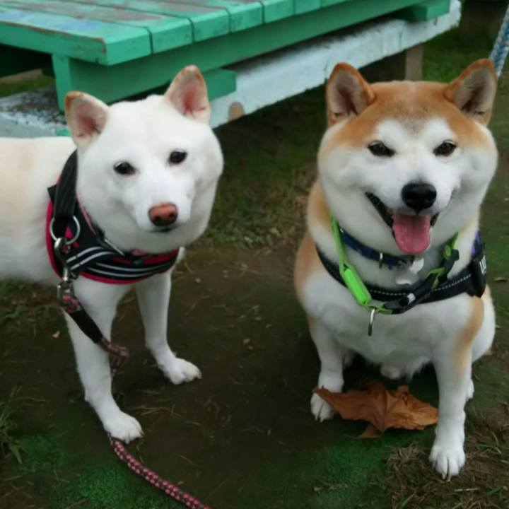 4ea15874 e064 4c01 9eea 0dd2bcb1d3e6 1538296789625